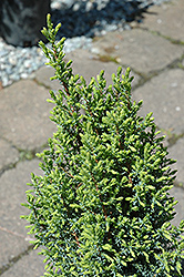 Pencil Point Juniper (Juniperus communis 'Pencil Point') at Green Haven Garden Centre