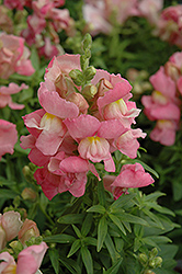 Snapshot Pink Snapdragon (Antirrhinum majus 'PAS409640') at Green Haven Garden Centre
