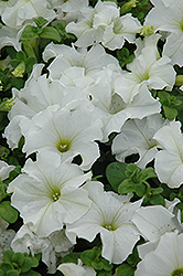 Dreams White Petunia (Petunia 'Dreams White') at Green Haven Garden Centre