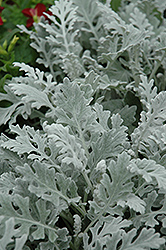 Silver Cascade Dusty Miller (Artemisia stelleriana 'Silver Cascade') at Green Haven Garden Centre