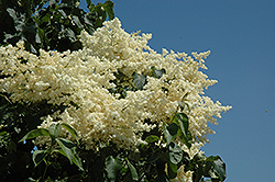 Snowdance Japanese Tree Lilac (Syringa reticulata 'Bailnce') at Green Haven Garden Centre