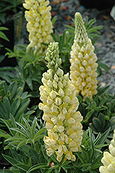 Gallery Yellow Lupine (Lupinus 'Gallery Yellow') at Green Haven Garden Centre