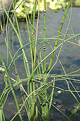 Barred Horsetail (Equisetum japonica) at Green Haven Garden Centre