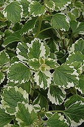 Variegated Swedish Ivy (Plectranthus coleoides 'Variegata') at Green Haven Garden Centre