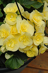 Rieger Begonia (Begonia x hiemalis 'Blitz') at Green Haven Garden Centre