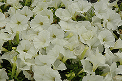 Picobella White Petunia (Petunia 'Picobella White') at Green Haven Garden Centre