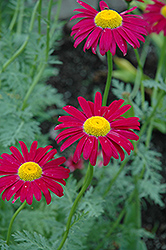 Robinson's Red Painted Daisy (Tanacetum coccineum 'Robinson's Red') at Green Haven Garden Centre