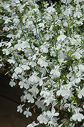 Techno White Lobelia (Lobelia erinus 'Techno White') at Green Haven Garden Centre