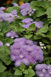 Hawaii Blue Flossflower (Ageratum 'Hawaii Blue') at Green Haven Garden Centre