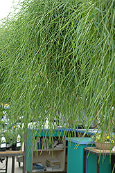 Green Twist Trailing Bamboo (Agrostis stolonifera 'Green Twist') at Green Haven Garden Centre