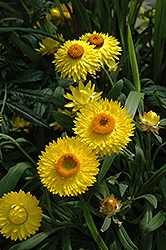 Dreamtime Jumbo Yellow Strawflower (Bracteantha bracteata 'OHB003790') at Green Haven Garden Centre