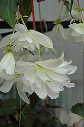 Illumination White Begonia (Begonia 'Illumination White') at Green Haven Garden Centre