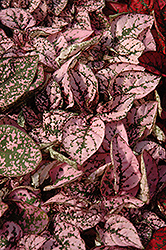 Splash Select Pink Polka Dot Plant (Hypoestes phyllostachya 'PAS2341') at Green Haven Garden Centre