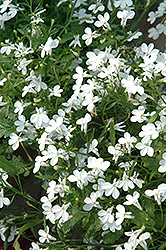 Regatta White Lobelia (Lobelia erinus 'Regatta White') at Green Haven Garden Centre