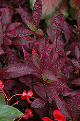 Brazilian Red Hots Alternanthera (Alternanthera dentata 'Brazilian Red Hots') at Green Haven Garden Centre