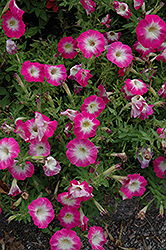Picobella Rose Morn Petunia (Petunia 'Picobella Rose Morn') at Green Haven Garden Centre