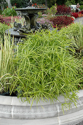 Umbrella Plant (Cyperus alternifolius) at Green Haven Garden Centre