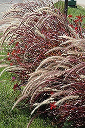 Fireworks Fountain Grass (Pennisetum setaceum 'Fireworks') at Green Haven Garden Centre