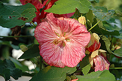 Bella Pink Flowering Maple (Abutilon 'Bella Pink') at Green Haven Garden Centre