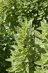 Pesto Perpetuo Basil (Ocimum x citriodorum 'Pesto Perpetuo') at Green Haven Garden Centre