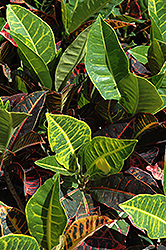 Variegated Croton (Codiaeum variegatum) at Green Haven Garden Centre