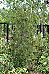Buddhist Pine (Podocarpus macrophyllus) at Green Haven Garden Centre