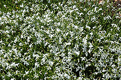 Techno White Lobelia (Lobelia erinus 'Techno White') at Green Haven Garden Centre