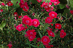 Ideal Select Red Pinks (Dianthus 'Ideal Select Red') at Green Haven Garden Centre