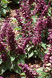 Sizzler Purple Sage (Salvia splendens 'Sizzler Purple') at Green Haven Garden Centre