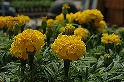 Safari Yellow Marigold (Tagetes patula 'Safari Yellow') at Green Haven Garden Centre