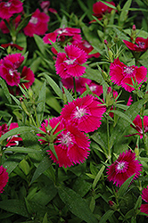 Ideal Select Violet Pinks (Dianthus 'Ideal Select Violet') at Green Haven Garden Centre