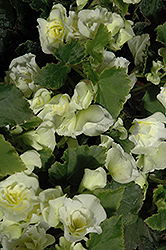 Glory White Begonia (Begonia x hiemalis 'Glory White') at Green Haven Garden Centre