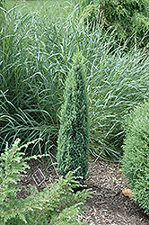 Pencil Point Juniper (Juniperus communis 'Pencil Point') at Green Haven Garden Centre