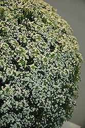 White Knight Alyssum (Lobularia maritima 'White Knight') at Green Haven Garden Centre