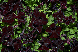 Black Ray Petunia (Petunia 'Black Ray') at Green Haven Garden Centre