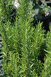 Barbeque Rosemary (Rosmarinus officinalis 'Barbeque') at Green Haven Garden Centre