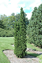 Degroot's Spire Cedar (Thuja occidentalis 'Degroot's Spire') at Green Haven Garden Centre