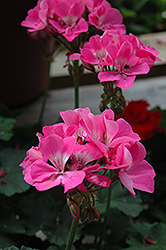 Tango Deep Pink Geranium (Pelargonium 'Tango Deep Pink') at Green Haven Garden Centre