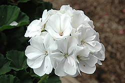 Tango White Geranium (Pelargonium 'Tango White') at Green Haven Garden Centre