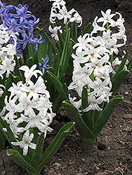 Carnegie Hyacinth (Hyacinthus orientalis 'Carnegie') at Green Haven Garden Centre