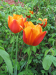 Apeldoorn Elite Tulip (Tulipa 'Apeldoorn Elite') at Green Haven Garden Centre