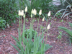 Purissima Tulip (Tulipa fosteriana 'Purissima') at Green Haven Garden Centre
