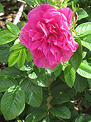Hansa Rose (Rosa 'Hansa') at Green Haven Garden Centre