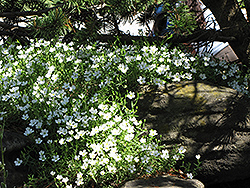 Mountain Sandwort (Arenaria montana) at Green Haven Garden Centre