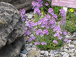 Alpine Draba (Draba aizoides) at Green Haven Garden Centre
