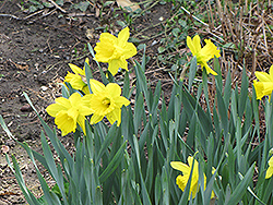 Dutch Master Daffodil (Narcissus 'Dutch Master') at Green Haven Garden Centre