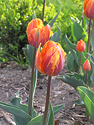 Irene Tulip (Tulipa 'Irene') at Green Haven Garden Centre