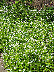 Sweet Woodruff (Galium odoratum) at Green Haven Garden Centre