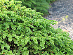 Nest Norway Spruce (Picea abies 'Nidiformis') at Green Haven Garden Centre