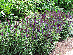Caradonna Sage (Salvia x sylvestris 'Caradonna') at Green Haven Garden Centre
